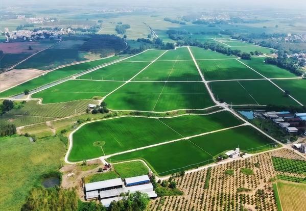 雷州市高標準農田建設項目工程形象2.jpg